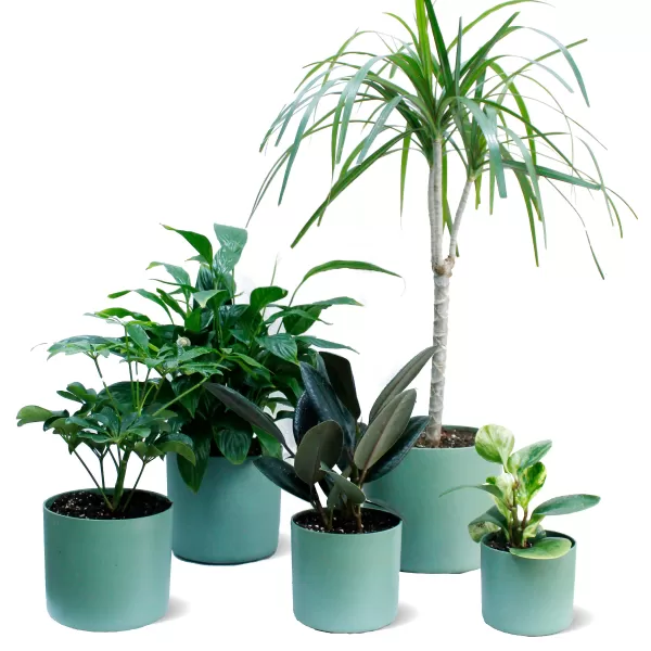 INDOOR BUNDLE OFFER (GREEN POT)