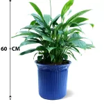 INDOOR BUNDLE OFFER (BLUE POT)