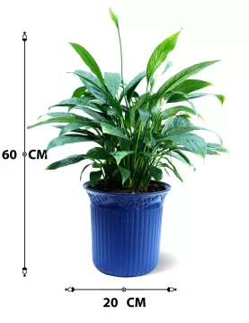 INDOOR BUNDLE OFFER (BLUE POT)