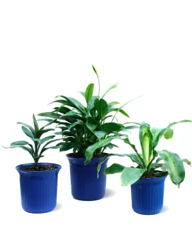 INDOOR BUNDLE OFFER (BLUE POT)