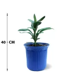 INDOOR BUNDLE OFFER (BLUE POT)