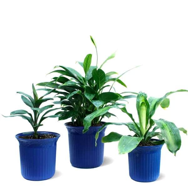 INDOOR BUNDLE OFFER (BLUE POT)