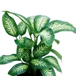 INDOOR PLANT DESIGN (TROPIC SNOW) POT 40CM