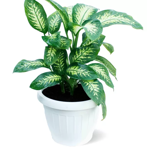 INDOOR PLANT DESIGN (TROPIC SNOW) POT 40CM