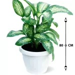 INDOOR PLANT DESIGN (TROPIC SNOW) POT 40CM