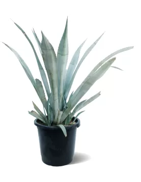 AGAVA &quot;AMERICANA&quot; POT 40 CM -HIGHT 110 CM