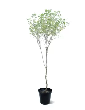 VITIX POT 35 CM - HIGHT 170 CM