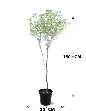 VITIX POT 35 CM - HIGHT 170 CM