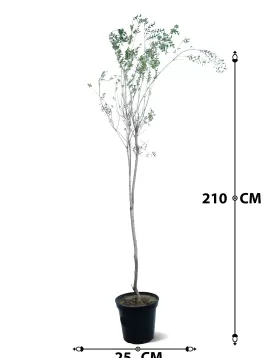 LAWSONIA INERMIS (HENNA)  POT 25 CM -HIGHT 210 CM