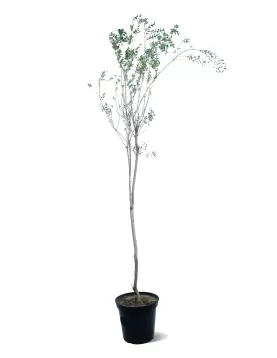 LAWSONIA INERMIS (HENNA)  POT 25 CM -HIGHT 210 CM