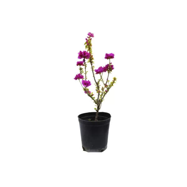 BOUGAINVILLA DWARF PINK POT 18 CM - Hight 60CM