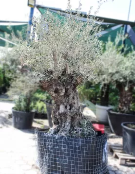 OLIVE TREE POT 175  CM - HIGHT 2.5 MTR
