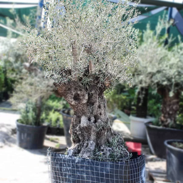 OLIVE TREE POT 175  CM - HIGHT 2.5 MTR