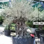 OLIVE TREE POT 175  CM - HIGHT 2.5 MTR