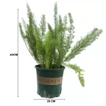 ASPARAGUS MEYERI POT 25 CM - HIGHT 60 CM