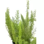 ASPARAGUS MEYERI POT 25 CM - HIGHT 60 CM