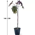CASTOR POT 28 CM - HIGHT 140 CM