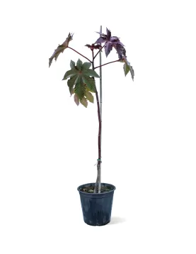 CASTOR POT 28 CM - HIGHT 140 CM