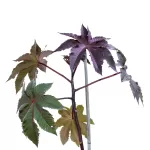 CASTOR POT 28 CM - HIGHT 140 CM
