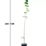 BERRY TREE POT 30 CM -HIGHT 250 CM