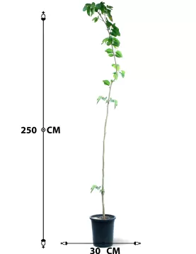 BERRY TREE POT 30 CM -HIGHT 250 CM