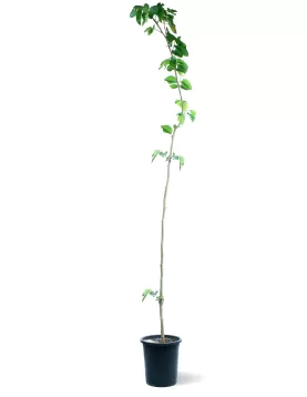 BERRY TREE POT 30 CM -HIGHT 250 CM