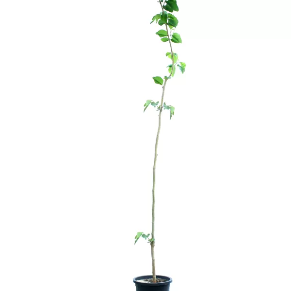 BERRY TREE POT 30 CM -HIGHT 250 CM