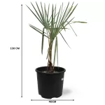 Bismarkia POT 40CM - HIGHT 130 CM