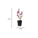 BOUGAINVILLA DWARF PINK POT 18 CM - Hight 60CM