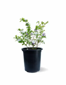 BRUNFELSIA POT 30 CM -HIGHT 65 CM