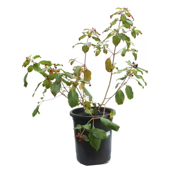 CUPHEA MAJIC POT 30 CM - HIGHT 80 CM