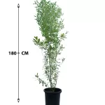 DODONIA VISCOSA POT 30 - HIGHT 180 CM