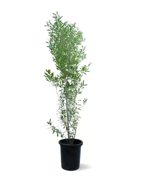 DODONIA VISCOSA POT 30 - HIGHT 180 CM