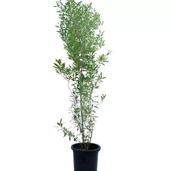 DODONIA VISCOSA POT 30 - HIGHT 180 CM