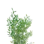 DODONIA VISCOSA POT 30 - HIGHT 180 CM