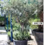 شجرة الزيتون الحوض 70 سم - الارتفاع 2.2  متر