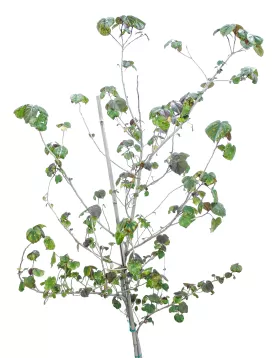 HIBISCUS TILIACEUS POT 30 CM - HIGHT 2 MTR