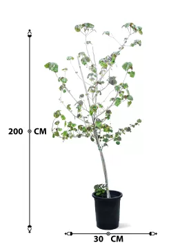 HIBISCUS TILIACEUS POT 30 CM - HIGHT 2 MTR