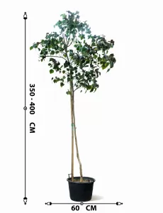 شجرة الخبيز الساحلي الحوض 60 سم - الارتفاع 3.5 متر