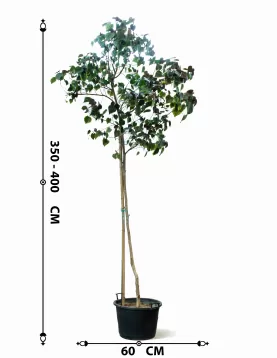HIBISCUS TILIACEUS POT 60 CM - HIGHT 3.5 MTR