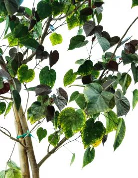 HIBISCUS TILIACEUS POT 60 CM - HIGHT 3.5 MTR