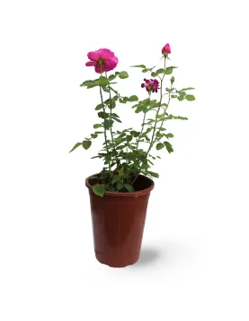 ROSE (GREECE) POT 30 CM - HIGHT 90 CM