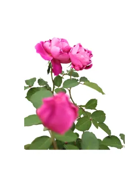 ROSE (GREECE) POT 30 CM - HIGHT 90 CM