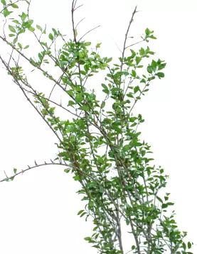 LAWSONIA INERMIS (HENNA)  POT 25 CM -HIGHT 200 CM