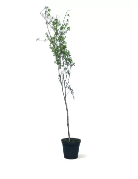 LAWSONIA INERMIS (HENNA)  POT 25 CM -HIGHT 200 CM