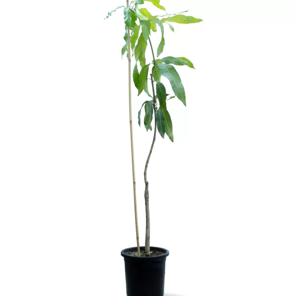 MANGO KEET TREE POT 30 CM -HIGHT 180 CM