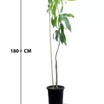 MANGO KEET TREE POT 30 CM -HIGHT 180 CM