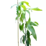 MANGO KEET TREE POT 30 CM -HIGHT 180 CM