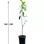 MANGO SADIQA POT 30 -HIGHT 150 CM