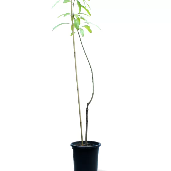 MANGO UAWIS POT 30 CM -HIGHT 180